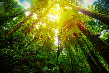 Fototapeta na wymiar Sun shining over Basse Terre jungle trees in Guadeloupe