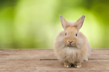 Obraz premium cute brown easter bunny rabbit on wood and green nature background