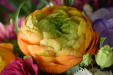 Wonderful buttercup blossom in closeup