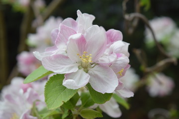 Apple blossom, single blossom in closeup