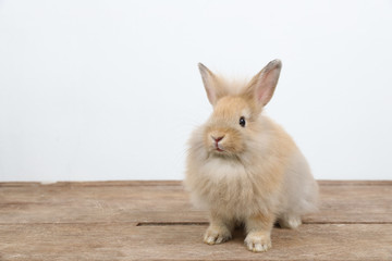 cute brown easter bunny rabbit on wood and white background