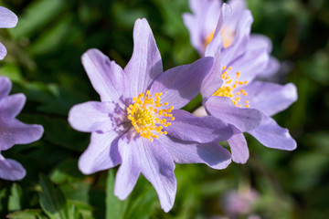 Obraz premium Focus on Wood anemone flowers in bloom