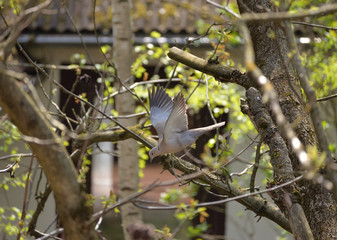 Bird in Flight. Collored Dove Flies.