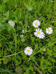 Bellis perennis