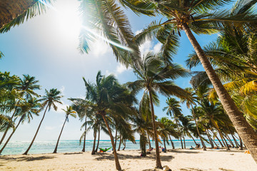 Several palm trees in Bois Jolan beach in Guadeloupe