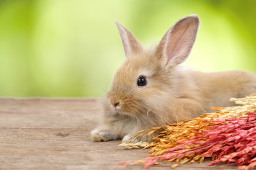 Obraz premium young cute brown easter bunny rabbit with colorful grass on on wood and green nature background