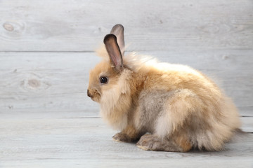 beautiful brown bunny rabbit on wood background