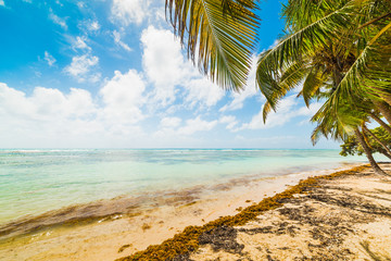Palm trees in Bois Jolan beachin Guadeloupe