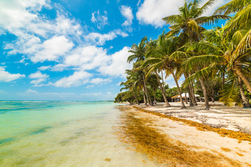 Bois Jolan beach in Guadeloupe