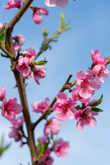 Beautiful peach blossom. Pink Peach Flowers. peach flowers on blue sky background. vertical photo