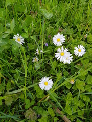 Bellis perennis