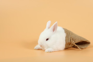 Obraz premium baby and cute white bunny rabbit in sackcloth on orange background