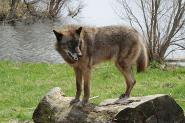 Black Wolf on a Log