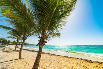 Palm trees and sandy shore in Raisins Clairs beach in Guadeloupe