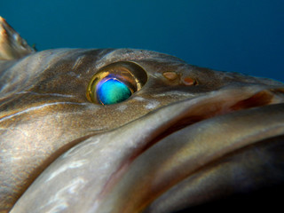 particular close-up of head and eye of white grouper epinephelus aeneus