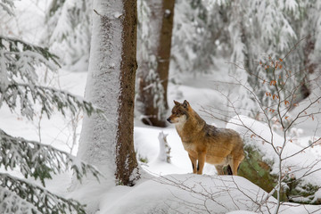 Wolf (Canis lupus) in the snow in the animal enclosure in the Bavarian Forest National Park, Bavaria, Germany.