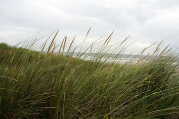dungrass on the north sea island langeoog