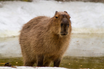 Naklejka premium capybara