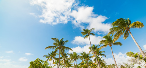 Palm trees and blue sky in Guadeloupe