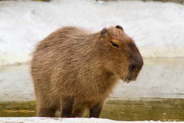capybara