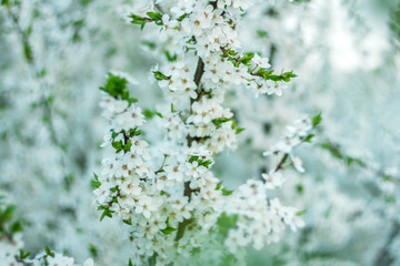 Obraz premium white flowering trees in spring, delicate flowers in the garden