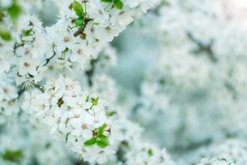 white flowering trees in spring, delicate flowers in the garden