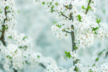 white flowering trees in spring, delicate flowers in the garden