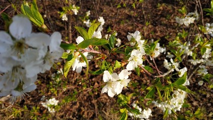 Blooming Sakura. Spring tree. Cherry flower. White and blue.