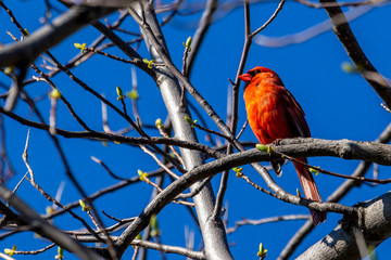 Male Northern Cardinal