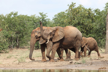 Fototapeta premium Afrikanischer Elefant / African elephant / Loxodonta africana