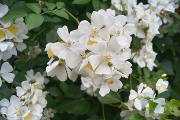 Multiflora roses