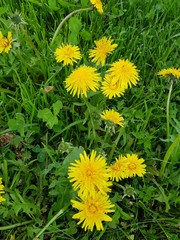Taraxacum officinale