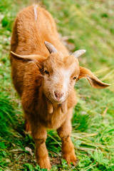 Beautiful Cute Smiling Little Baby Goat standing on a green grass and looking directly in the camera