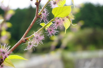 コウゾの花