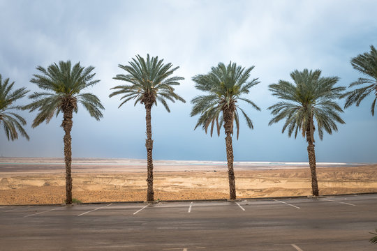 palm trees in israel at the dead sea