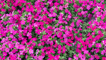 pink flowers in the garden background