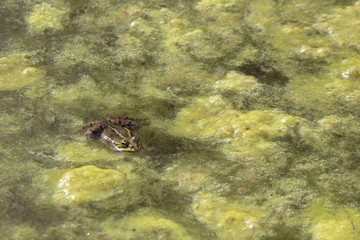 grenouille 8