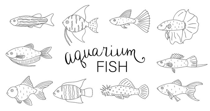 Vector black and white set of aquarium fish isolated on white background. Monochrome collection of molly, guppy, platyfish, goldfish, danio, scalare, cichlasoma, ancistrus, gourami