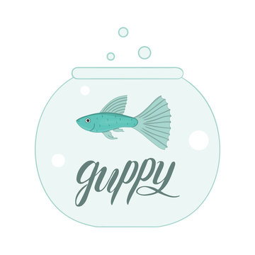 Vector colored illustration of fish in aquarium with fish name lettering. Cute picture of guppy for pet shops or children illustration