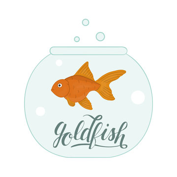 Vector colored illustration of fish in aquarium with fish name lettering. Cute picture of goldfish for pet shops or children illustration