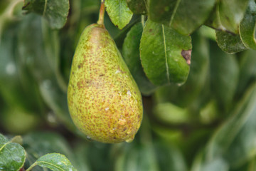 Pear tree with fruit at Villandry castle gardens, in France. Chateau de Villandry romantic french style garden with fruit trees.