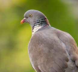 Pegion3