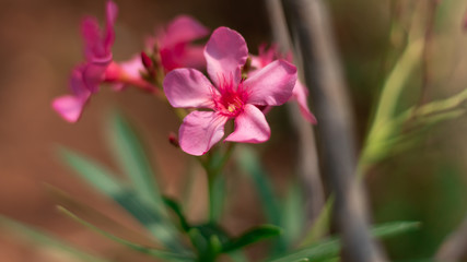 Obraz na płótnie Canvas Pink flower 