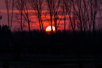 Sunset with black trees up in the sky - photograph