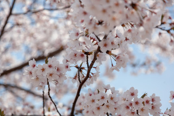 Blooming sakura tree on a background of blue sky, delicate spring natural background and texture