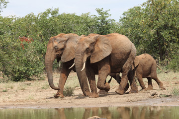 Fototapeta premium Afrikanischer Elefant / African elephant / Loxodonta africana