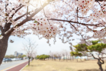 Blooming sakura tree on a background of blue sky, delicate spring natural background and texture