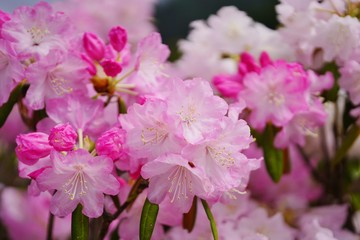 透き通った淡い色合いのシャクナゲの花