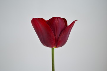 one beautiful burgundy tulip on a white background