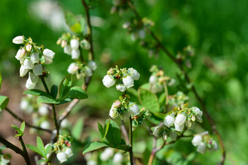 Obraz premium La fioritura della pianta di mirtilli